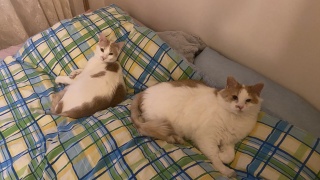 Bed Invasion From Turkish Cats